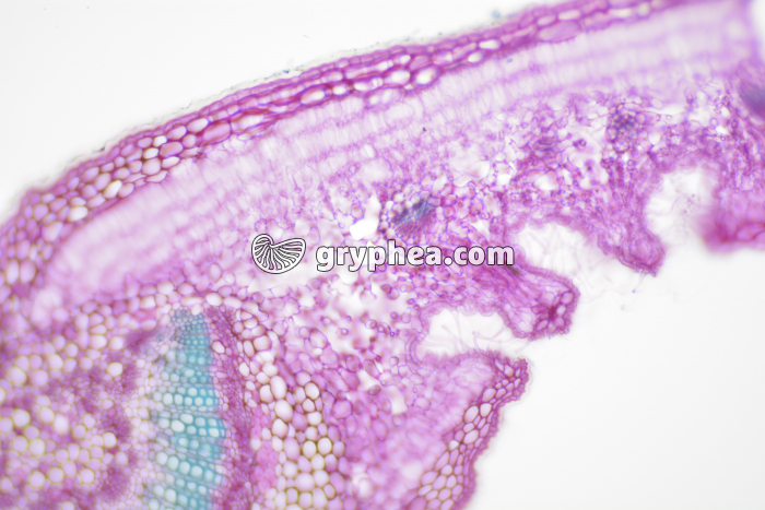 Feuille de Laurier rose crypte stomatifère CT x40 - gryphea.com